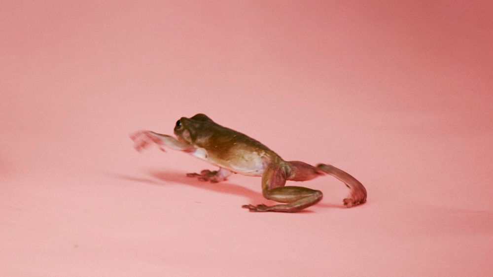 piripremium OnlyFans - Stats, Graphs, Photos & Profile Comparisons