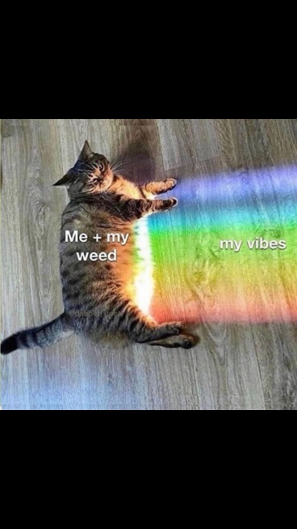 cannabismiss OnlyFans profile picture