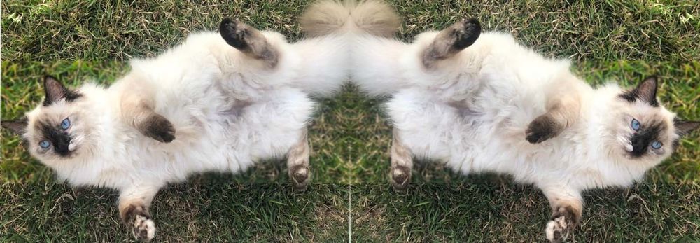 arithecat OnlyFans profile picture