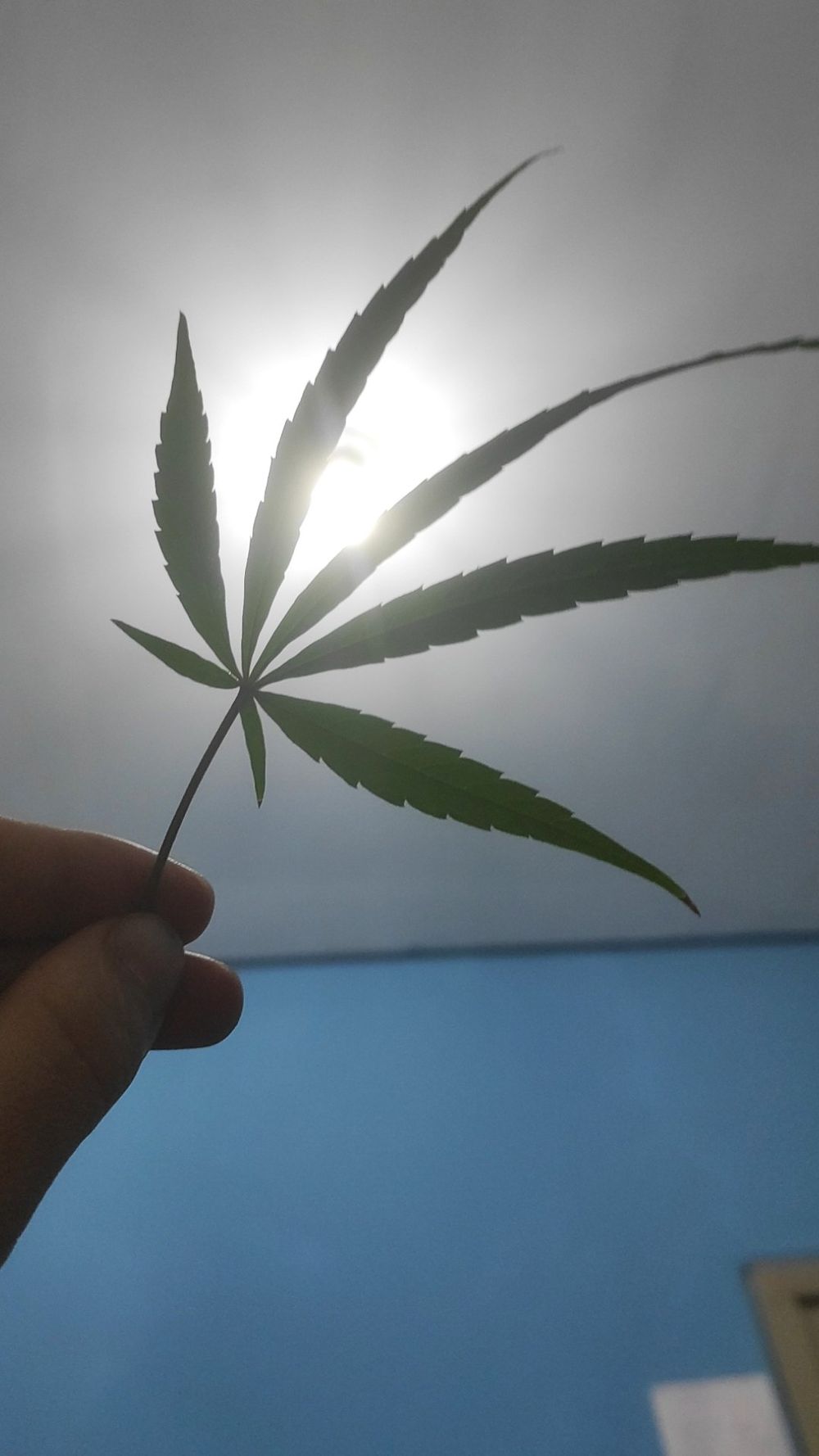 sexandcannabis OnlyFans profile picture