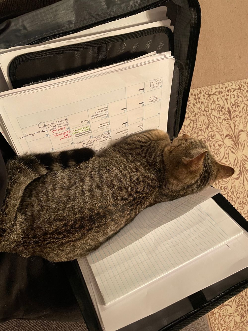 banjothecat OnlyFans profile picture