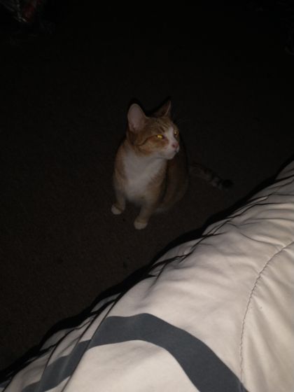 phillyfelines OnlyFans picture
