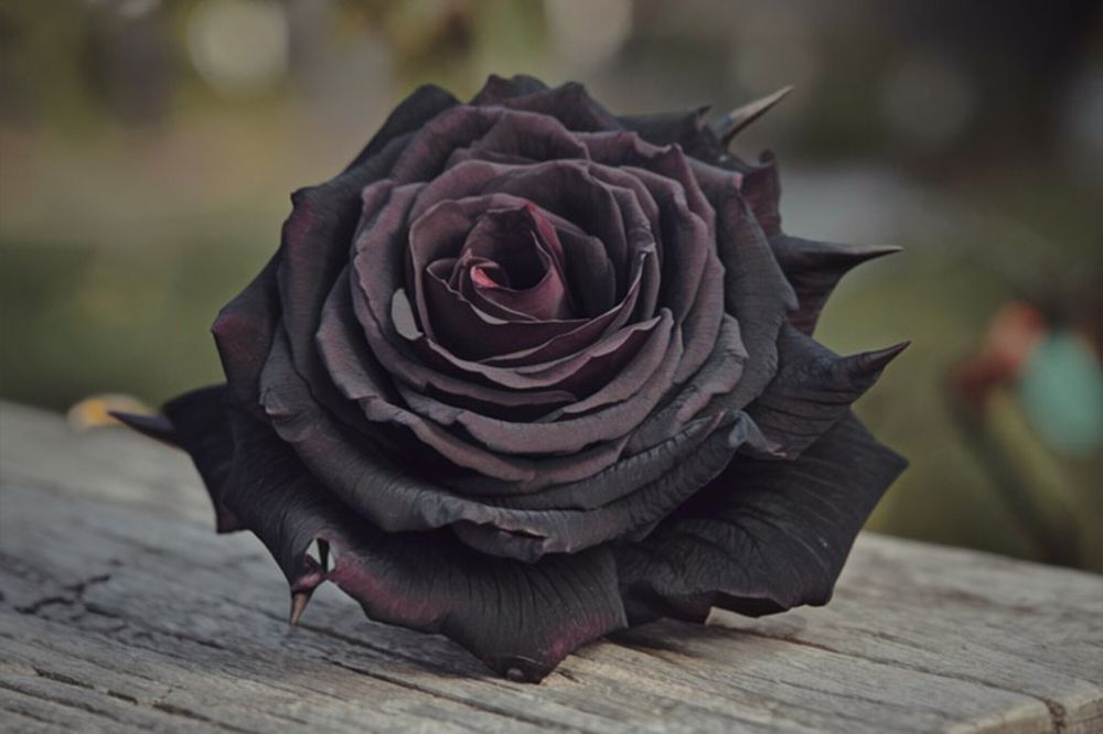 asophisticatedtragedy OnlyFans profile picture