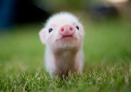 polly.the.piggy OnlyFans picture