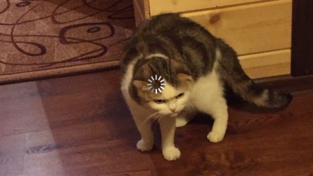 katnipeverweed OnlyFans profile picture