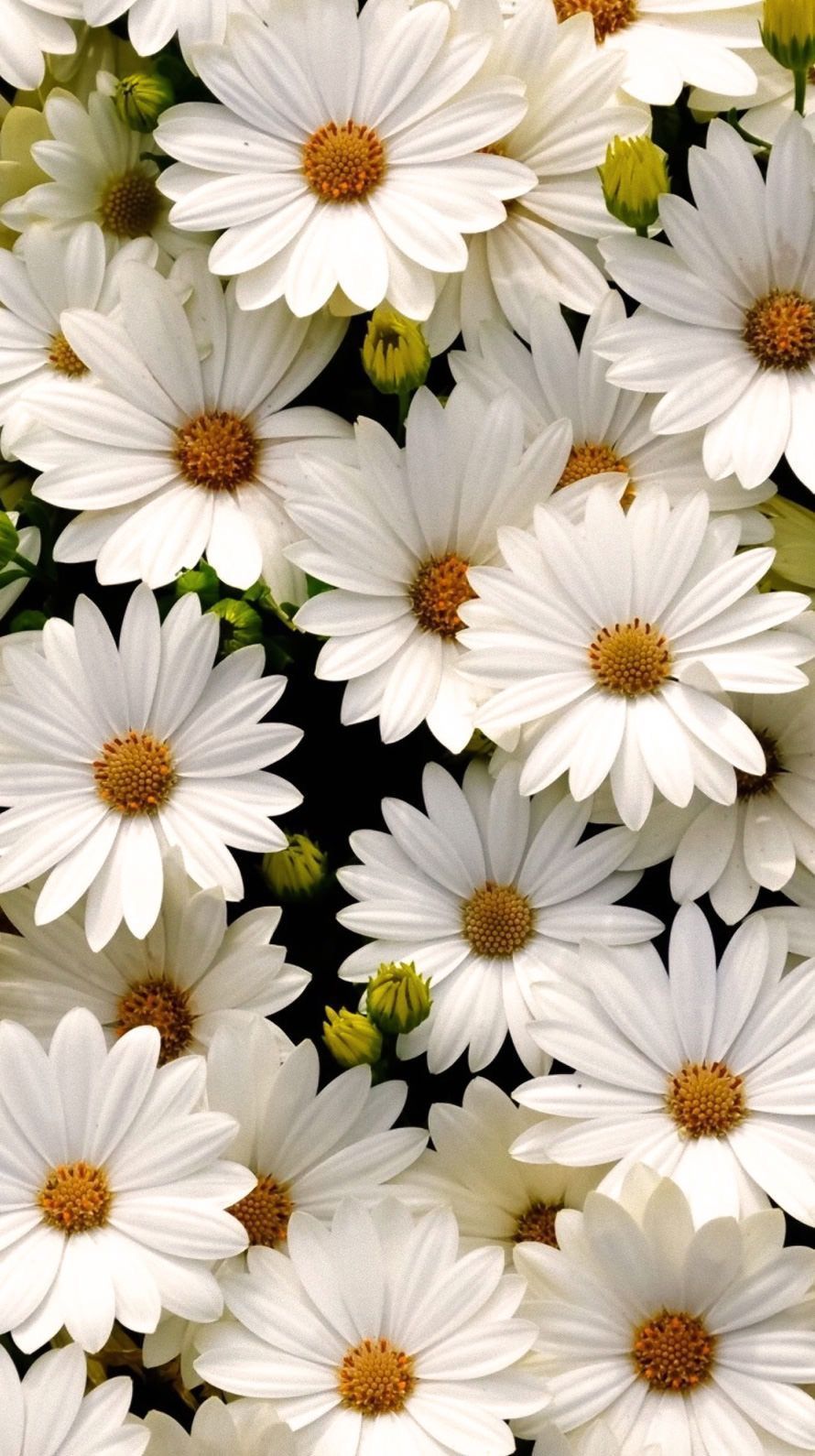 jazmyn_daisy OnlyFans profile picture