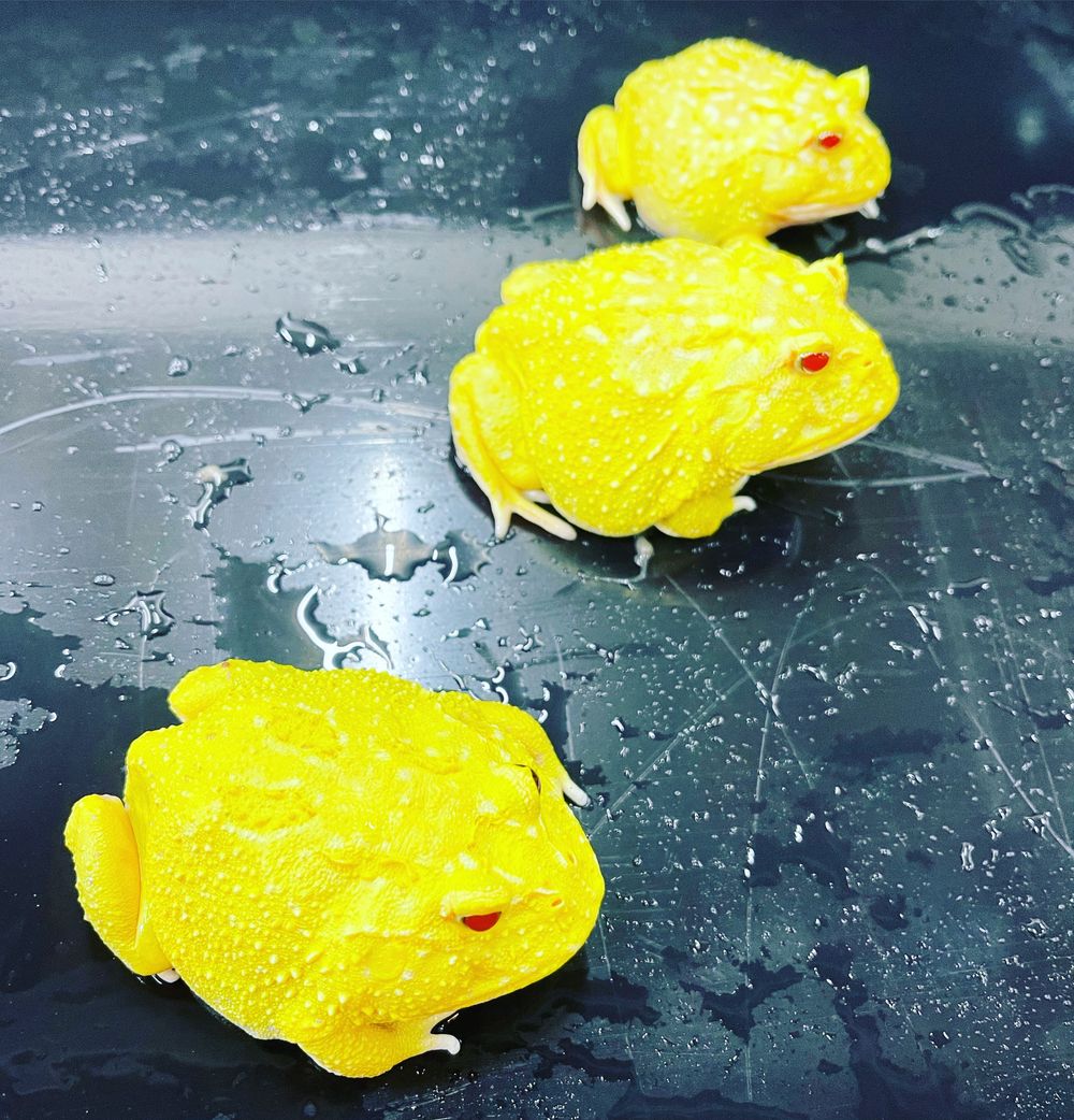 onlyfrogs2022 OnlyFans profile picture