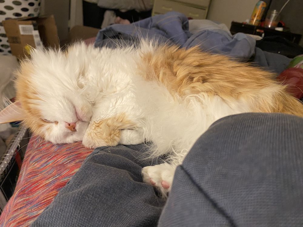 mitzithecat OnlyFans profile picture