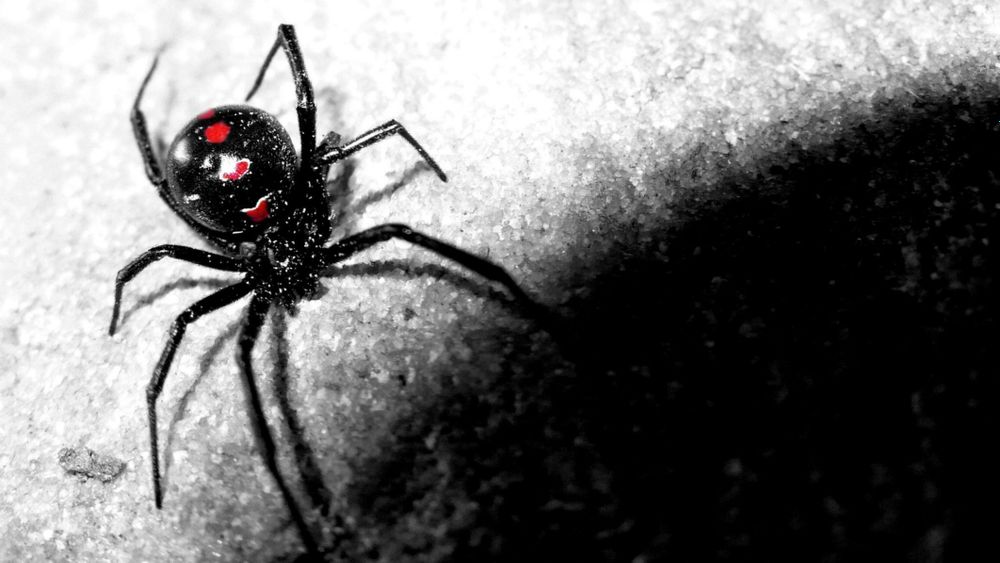 sisterspider OnlyFans profile picture