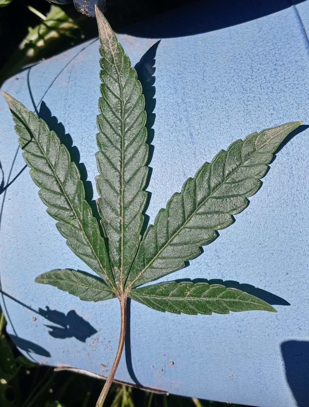 weedqueen411 OnlyFans profile picture
