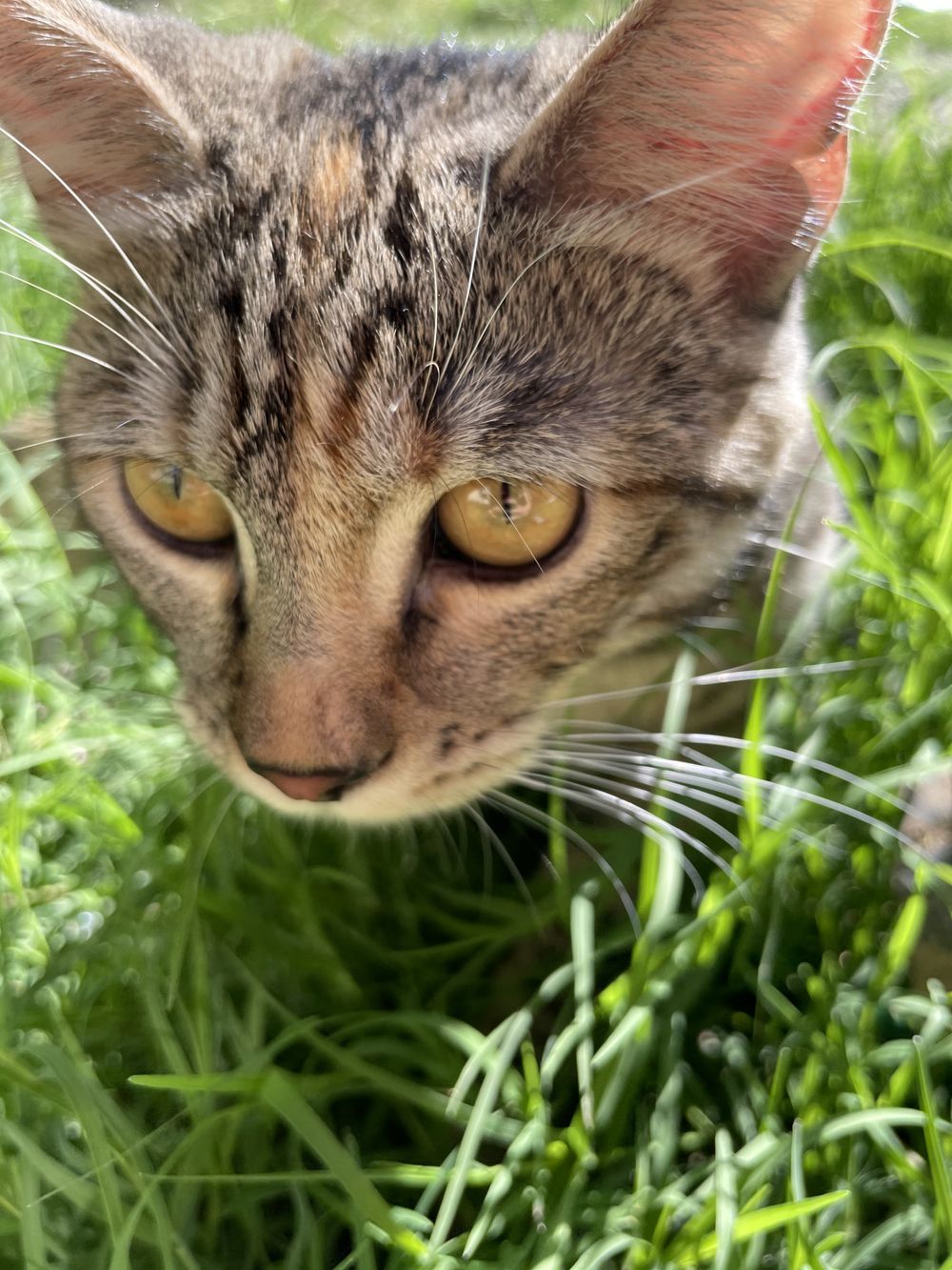 catmommy2 OnlyFans profile picture