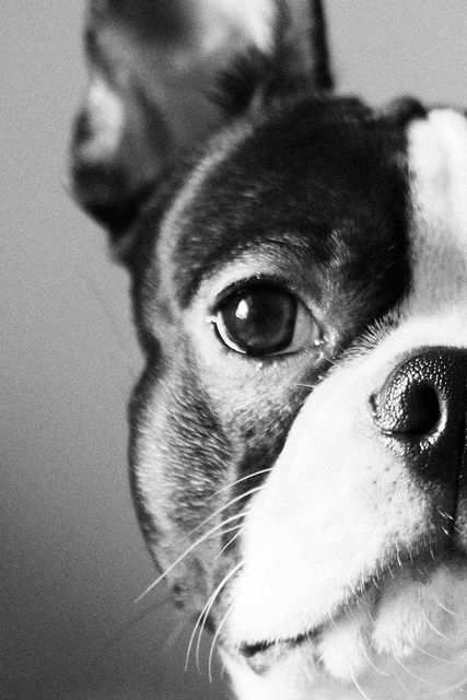 onlypet OnlyFans profile picture