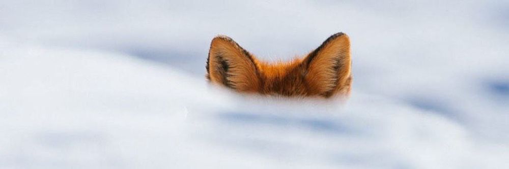 mcpenguen OnlyFans profile picture