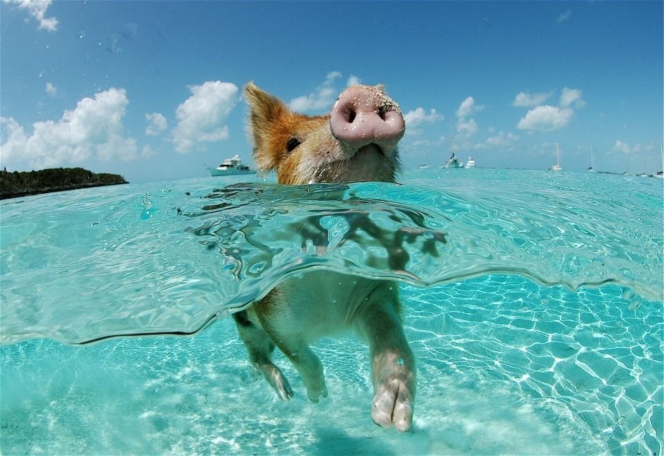 piggiesparadise OnlyFans profile picture