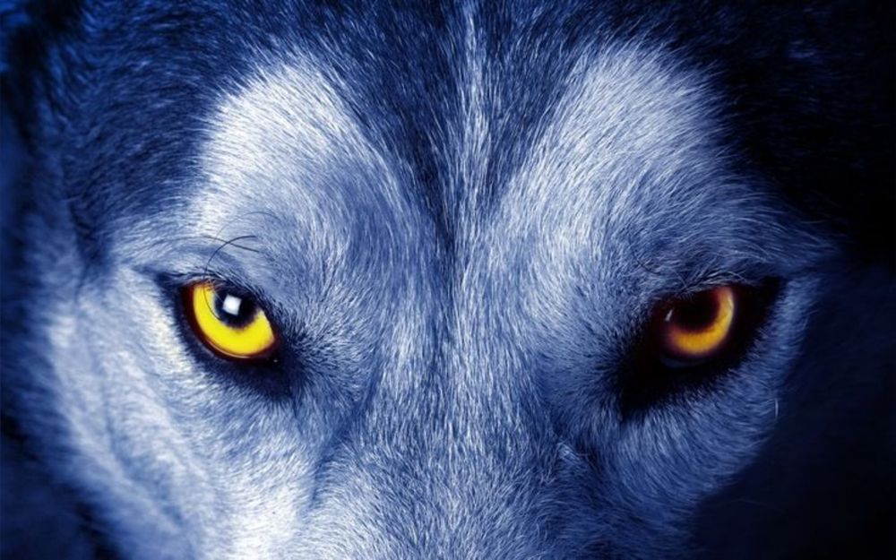 sirlobos OnlyFans profile picture