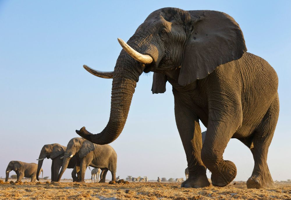 biggerthanaelephant OnlyFans profile picture