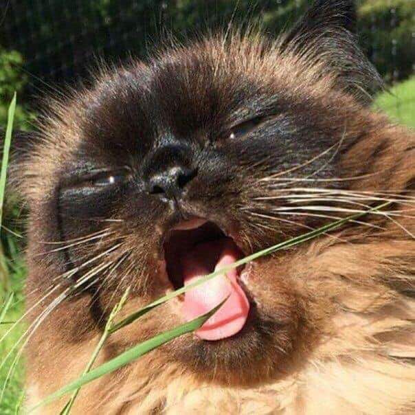 lilotterton OnlyFans profile picture
