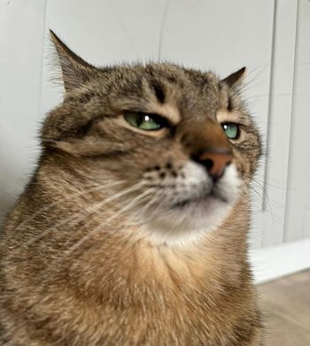 Dungbri