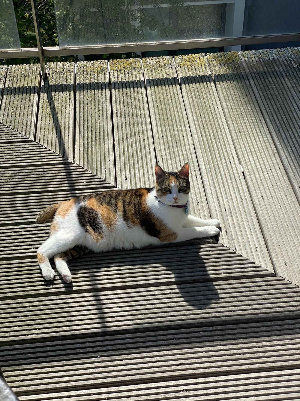 calico_pussy OnlyFans profile picture