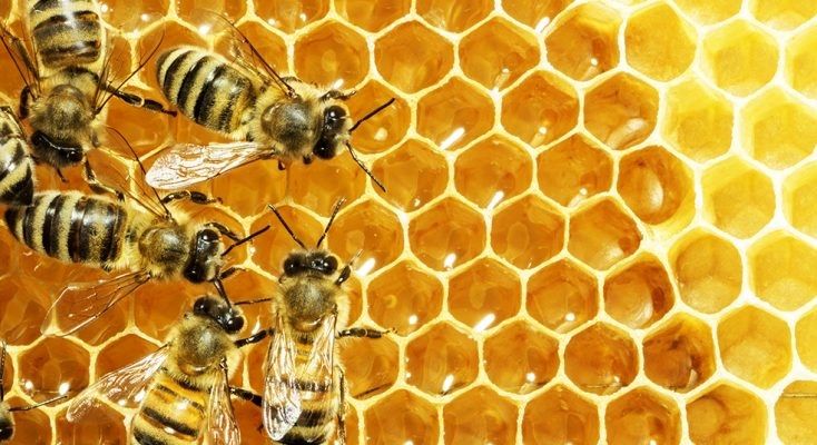 honeybeeblues OnlyFans profile picture