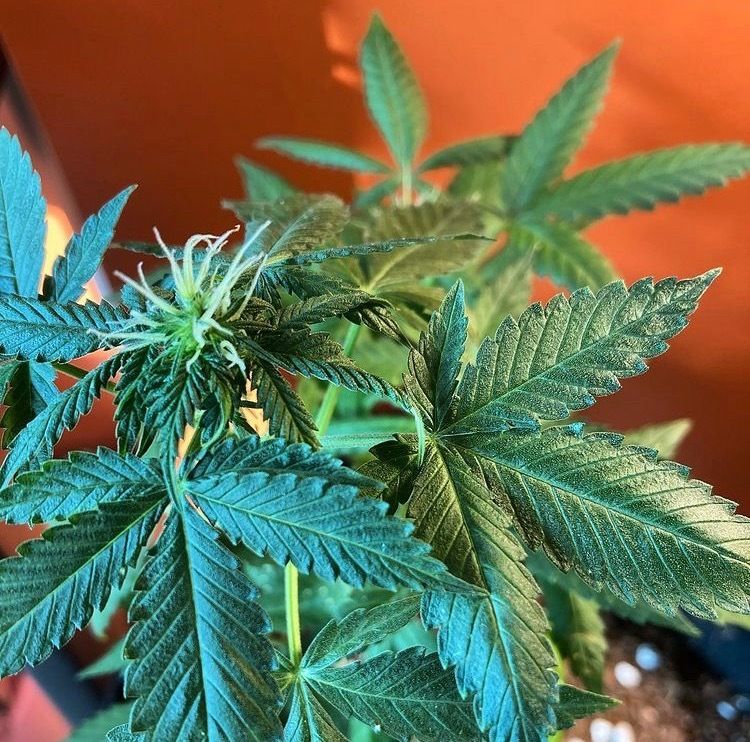 rainbowberry420 OnlyFans profile picture