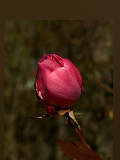psychoactiveflower OnlyFans picture