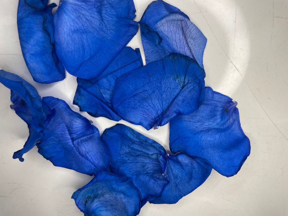 petals01 OnlyFans profile picture