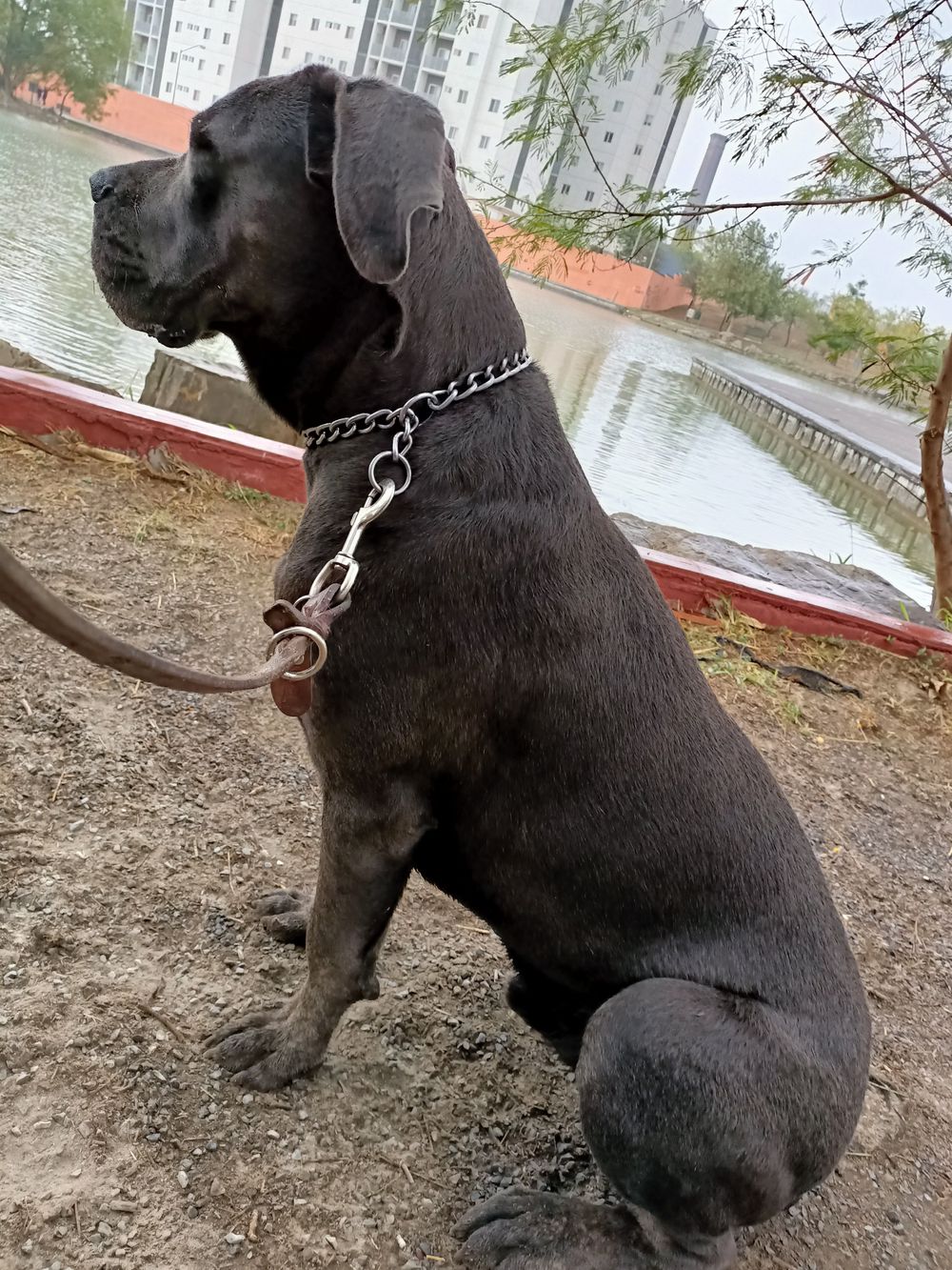 canecorso69 OnlyFans profile picture