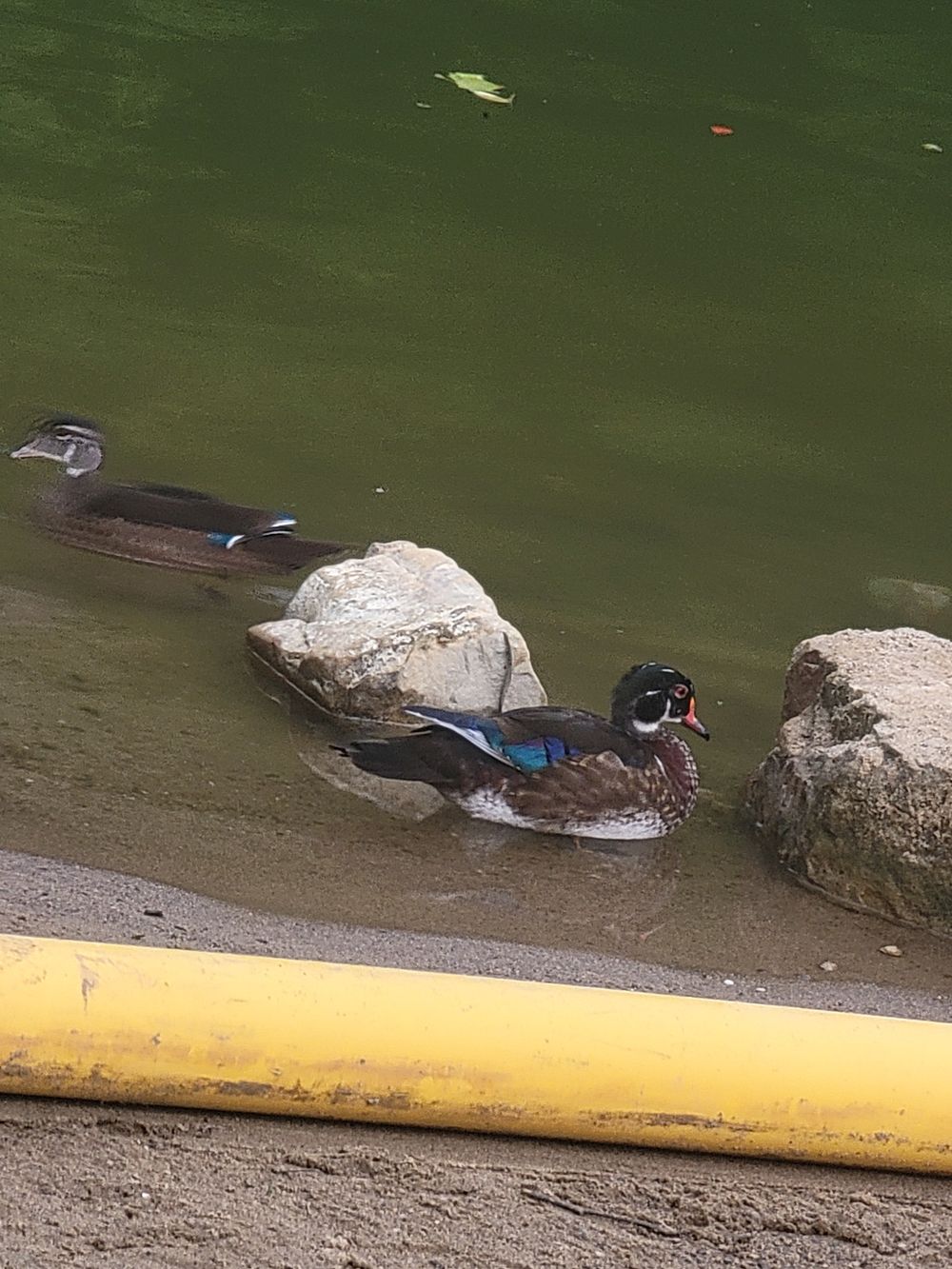 lustyduck OnlyFans profile picture