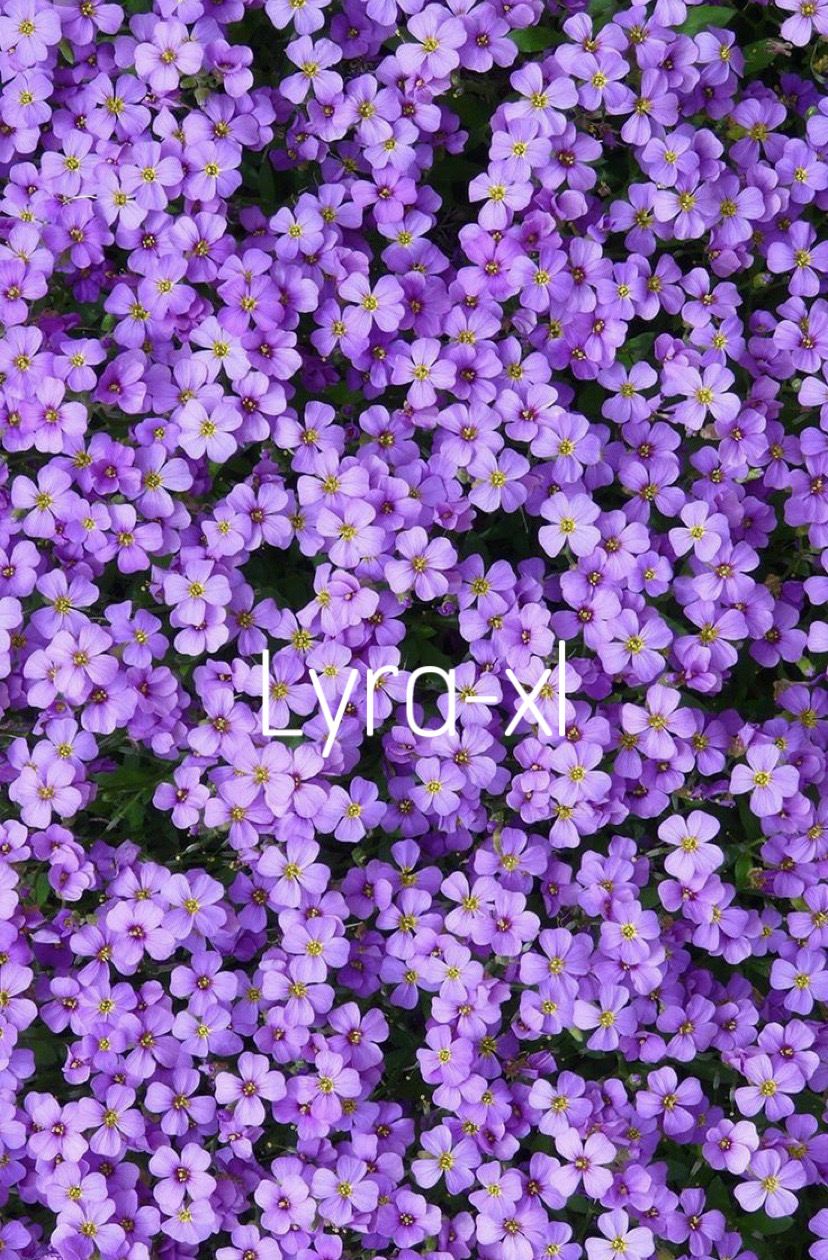 lyra-xl OnlyFans profile picture