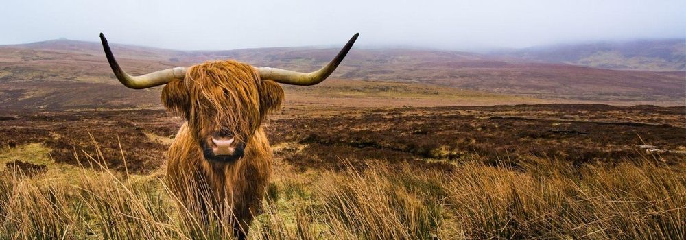 scottishhunter OnlyFans profile picture
