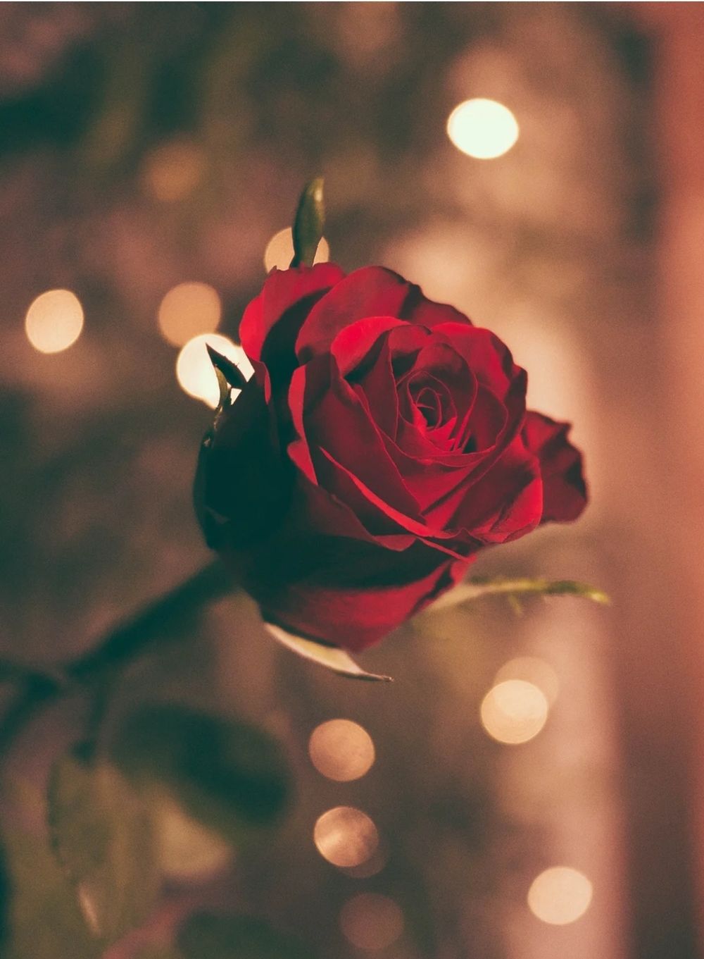 themissredrose OnlyFans profile picture