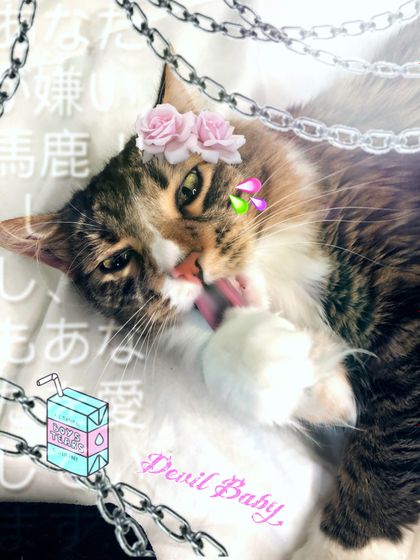 clementineuwu OnlyFans picture