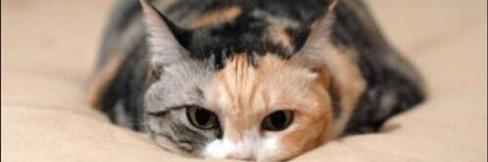 lucyfurrr OnlyFans profile picture