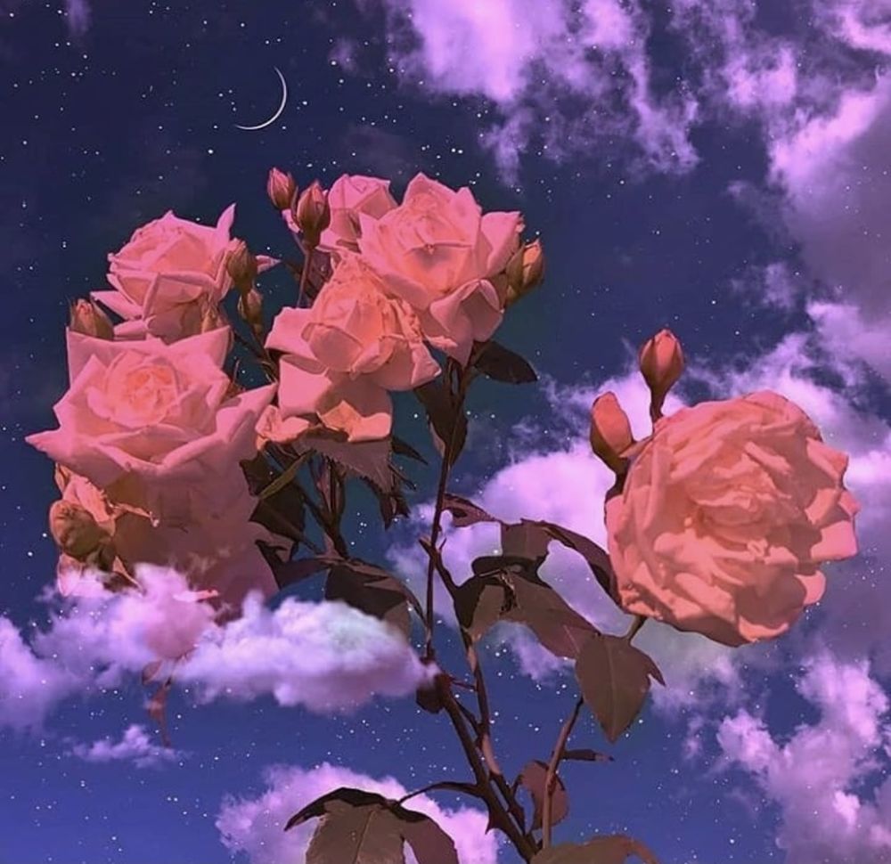 sunflowerdolll OnlyFans profile picture