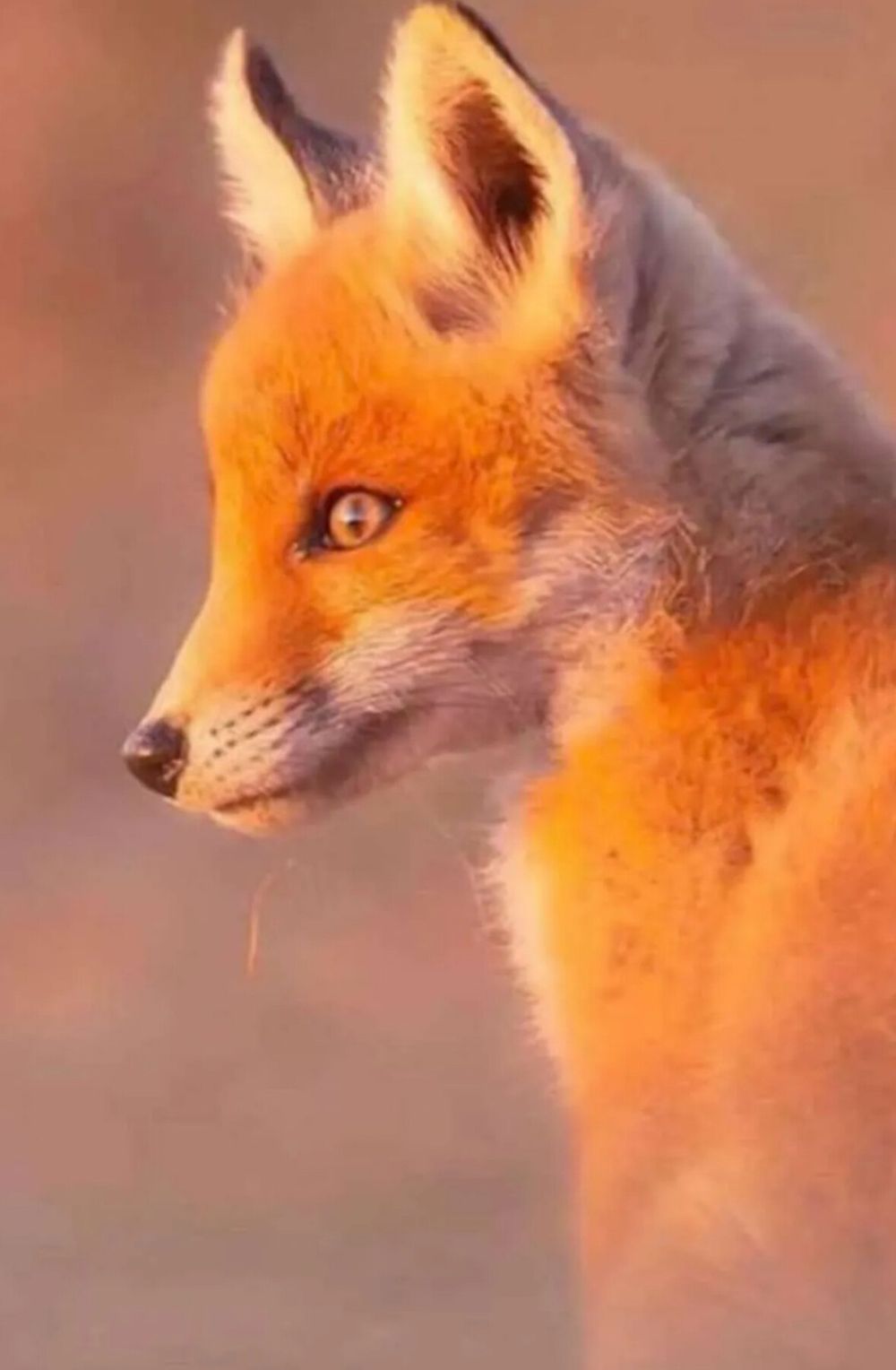 mamszvos OnlyFans profile picture