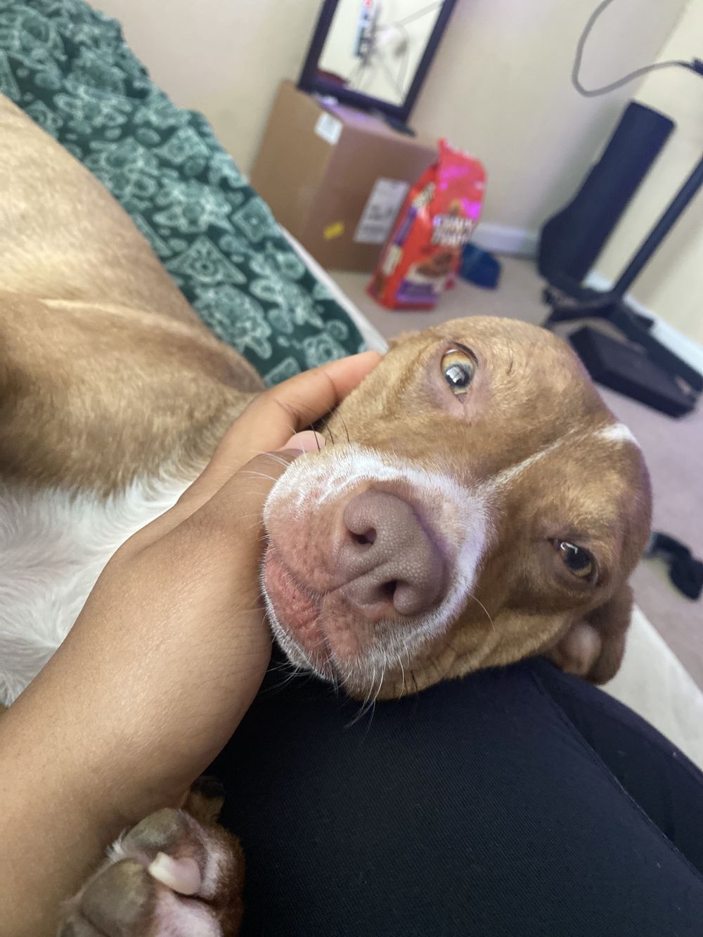 mikameeks OnlyFans profile picture