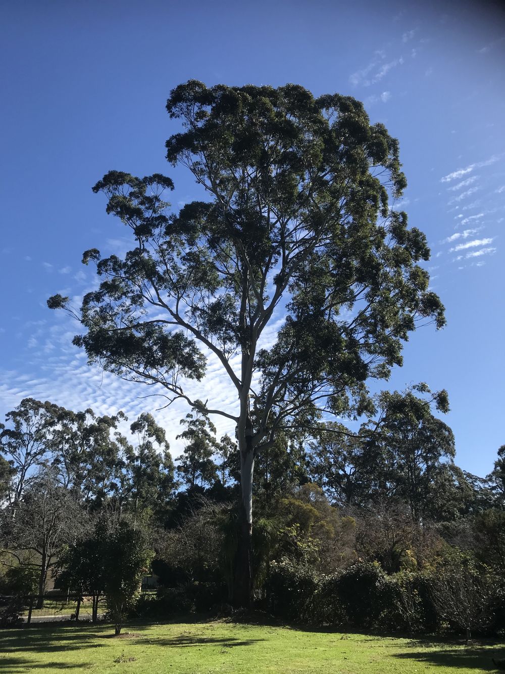 aussieguyfokus OnlyFans profile picture