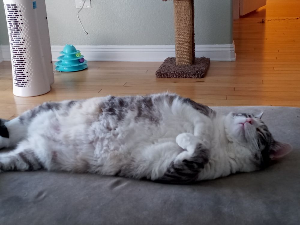 elsacat OnlyFans profile picture