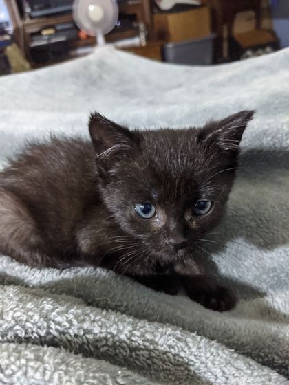 fosterkittens OnlyFans picture