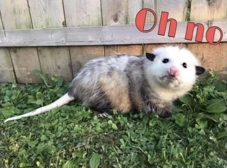 spacesloth OnlyFans profile picture