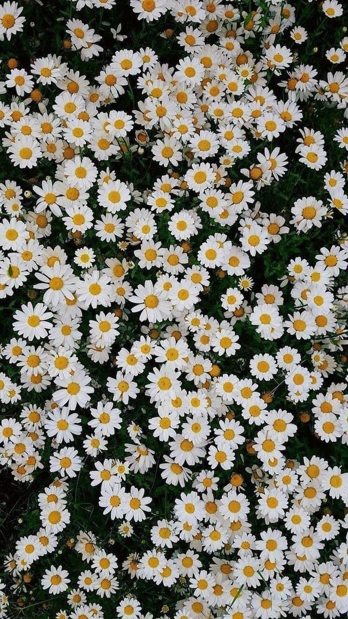daisyshoneypot OnlyFans profile picture