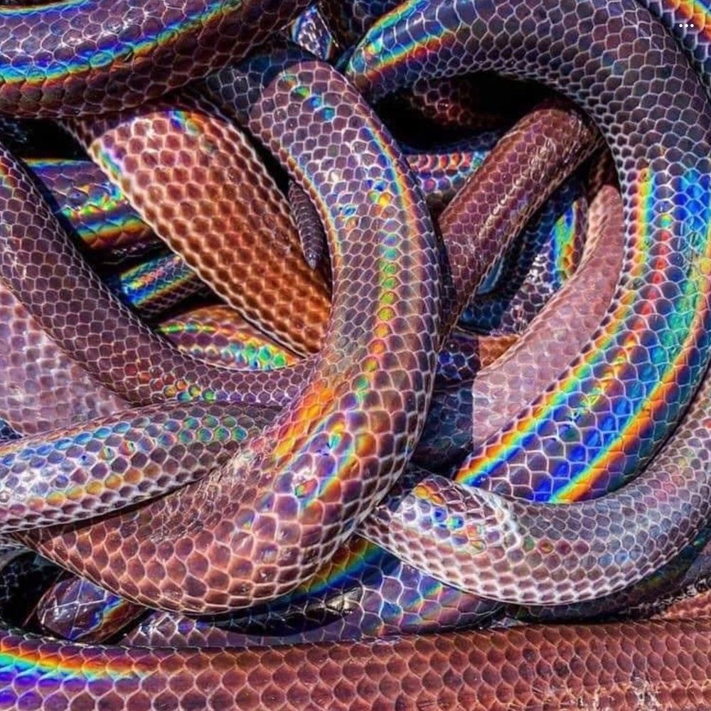 razorribbons OnlyFans profile picture