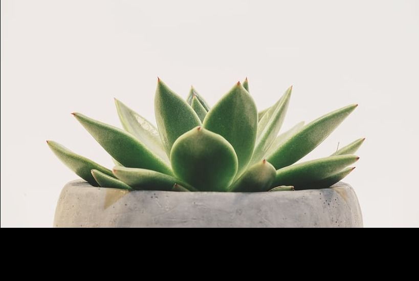 cupcakesucculent OnlyFans profile picture
