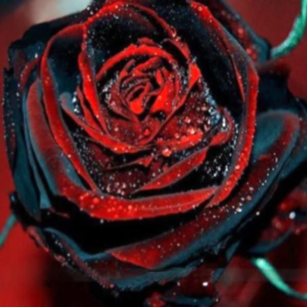 abhishekxo3 OnlyFans profile picture