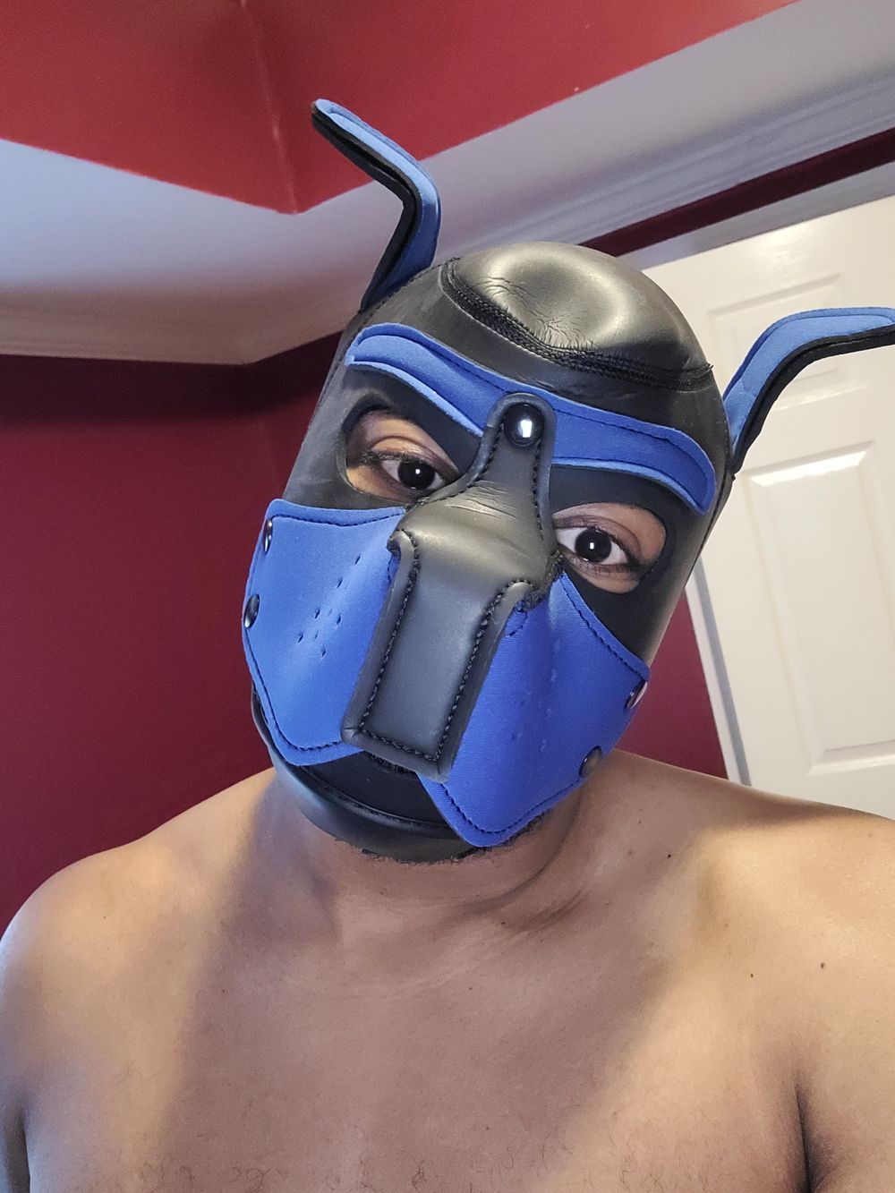 astro_the_pup1 OnlyFans profile picture