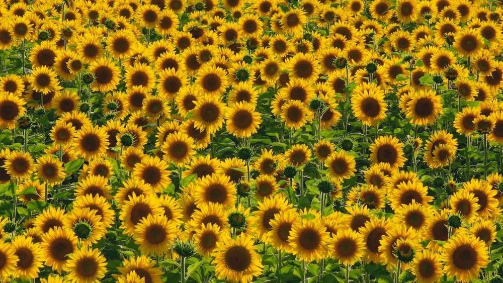 gay_flower OnlyFans profile picture