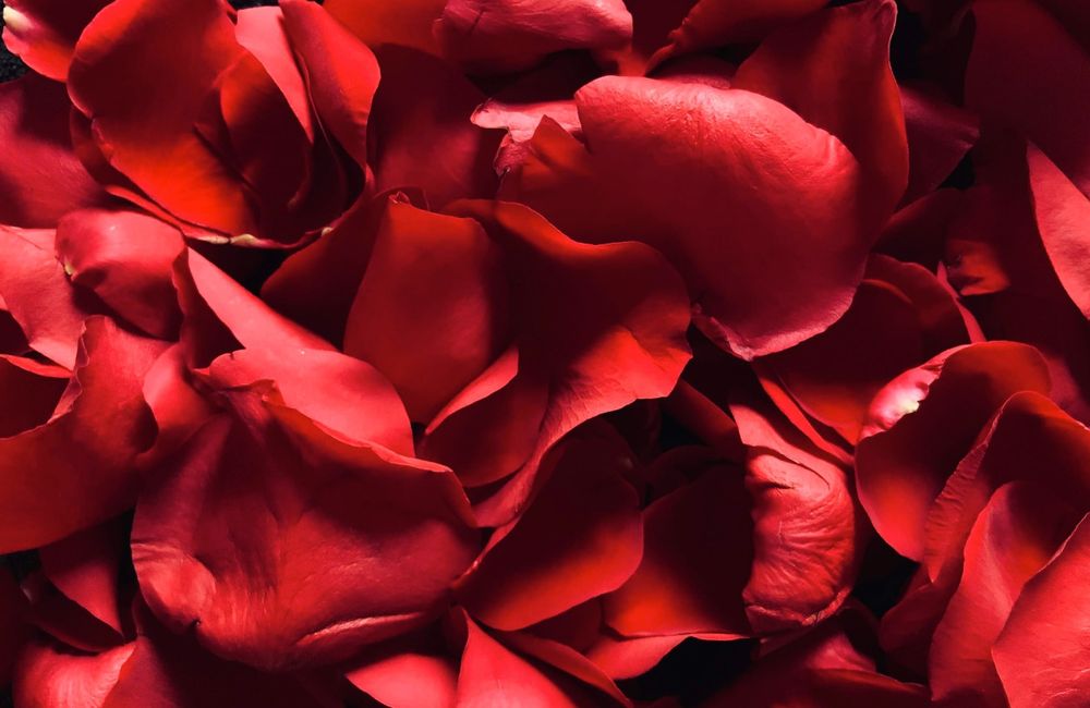 bluntsxxxroses OnlyFans profile picture