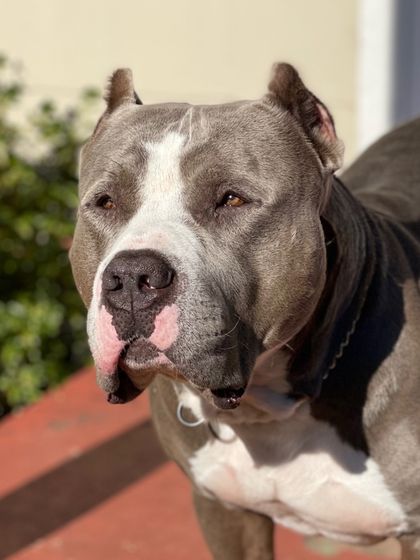 k9genie OnlyFans picture