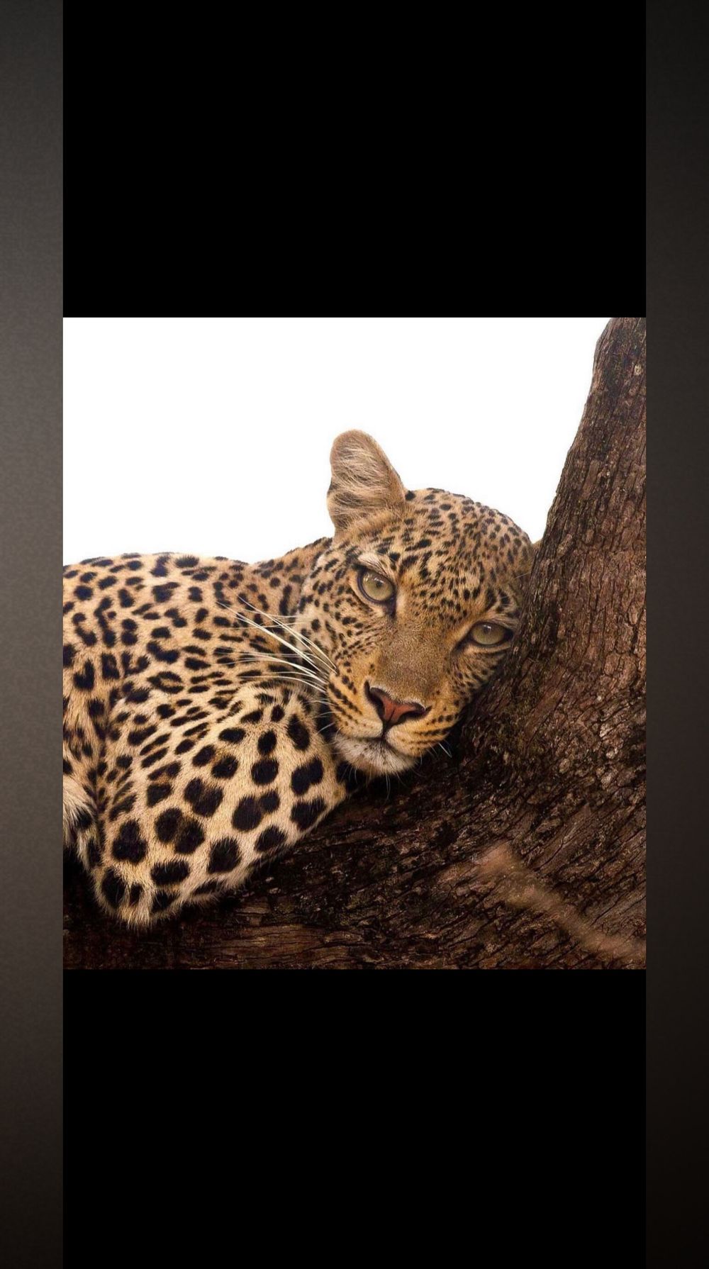 lladiigeminii OnlyFans profile picture